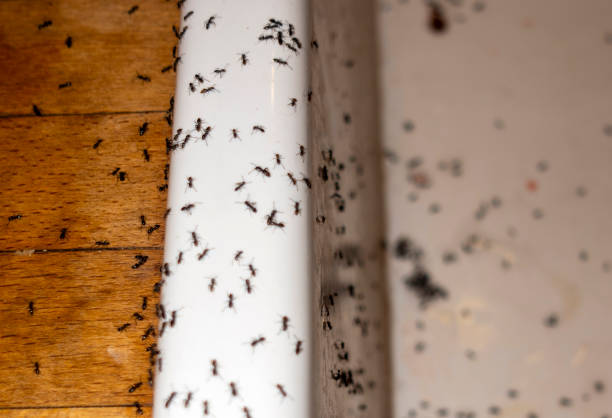 Best Pest Removal Services  in Glasgow, VA