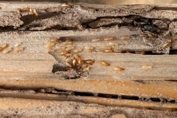 Best Flea Control Services  in Glasgow, VA