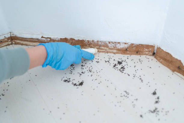 Best Emergency Pest Control  in Glasgow, VA